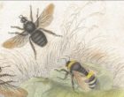La bellezza educativa della natura. Intervista a Gianumberto Accinelli