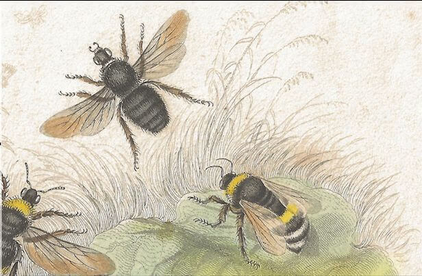 La bellezza educativa della natura. Intervista a Gianumberto Accinelli